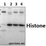 Histone H3 (R2) polyclonal antibody