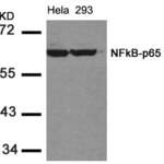 RELA (Ab-536) Antibody