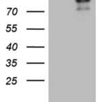 SIRT1 Monoclonal Antibody (OTI1H1), TrueMAB™
