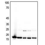 Histone H3 (MonoMethyl-K4) polyclonal antibody