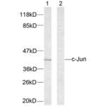 Jun Proto-Oncogene (c-Jun) Antibody