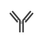 TNF Alpha Antibody (OAAV00312)