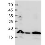 Histone H3 (MonoMethyl-K23) polyclonal antibody