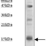 Anti-Histone H3 Polyclonal Antibody (OAAI00717)