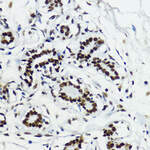 Anti-Histone H3 (AcK27) Antibody
