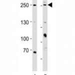 MUC4 Antibody (F52751)