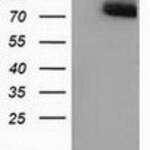 PPWD1 monoclonal antibody