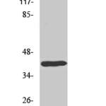 Dlx-4 Polyclonal Antibody