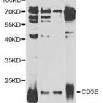 Anti CD3E Antibody