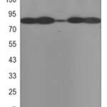 HSP90 beta monoclonal antibody