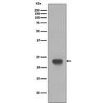 CD3 epsilon Antibody / CD3e [clone EED-3] (RQ5185)