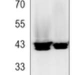 hnRNP E2 Rabbit monoclonal antibody