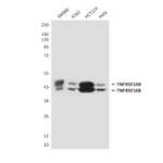 TNFRSF10B / DR5 monoclonal antibody 