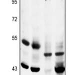 Anti-MKK5 (pS311) Antibody