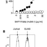 BAFF-R (BAFF Receptor, BR3, BlySR3, CD268, TNFRSF13C) (Biotin)