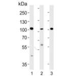 NCOA7 Antibody / Nuclear receptor coactivator 7 (F55037)
