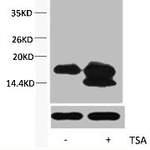 Acetyl-Histone H4 (Lys5) Antibody