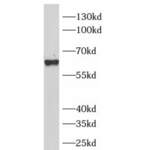 Beclin 1 (BECN1) Antibody