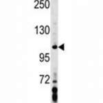 AXIN1 Antibody (F45423)