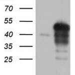 NRBF2 monoclonal antibody