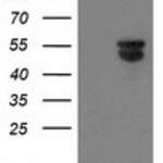 BECN1 (Beclin 1) monoclonal antibody
