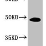 MYC Monoclonal Antibody