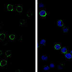 CD3e Monoclonal Antibody (GT0013)