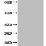 Di-methyl-Histone H3(K36) Monoclonal Antibody