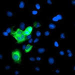 CYP2A6 Monoclonal Antibody (OTI3C1)