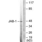 JAB1-Containing Signalosome Subunit 3 (JAB1) Antibody