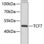 TCF7 Polyclonal Antibody