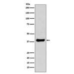 JUN Antibody / c-Jun [clone CAO-10] (RQ5122)