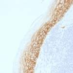 Recombinant CD44v9 Antibody / Rabbit Monoclonal [clone CD44v9/2344R] (V3572)