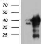 NRBF2 monoclonal antibody