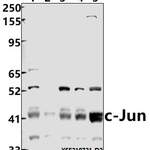 c-Jun (Ab-91) polyclonal antibody