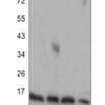 Cytochrome c Rabbit monoclonal antibody