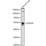 Gasdermin D (GSDMD) Antibody