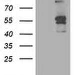 ALDH3A2 Monoclonal Antibody (OTI1H10), TrueMAB™