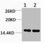 Di-Methyl-Histone H3 (Lys27) Antibody