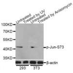 c-Jun (pS73) Antibody