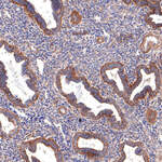 WDR1 Recombinant Rabbit Monoclonal Antibody (JE64-32)