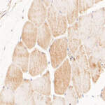 NEK7 Recombinant Rabbit Monoclonal Antibody (JE51-70)