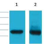 Histone H3 Mouse Monoclonal Antibody(8F7)
