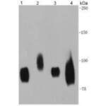 CD44 Mouse Monoclonal Antibody [A7-1] (EM010805)