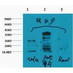 HIST1H3A Antibody (Mono-Methyl-Lys79) (OASG03443)
