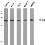 NFkB p65 Monoclonal Antibody(5G6)