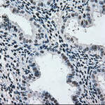 MAP2K2 Monoclonal Antibody (OTI8G6), TrueMAB™