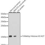 TriMethyl-Histone H3-K27 pAb