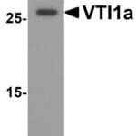 VTI1a Antibody