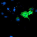 GBP1 Monoclonal Antibody (OTI1B2)